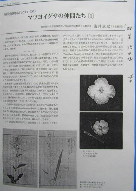 7‐3 <マツヨイグサの仲間たち(1)>淺井康宏2019著6頁.jpg