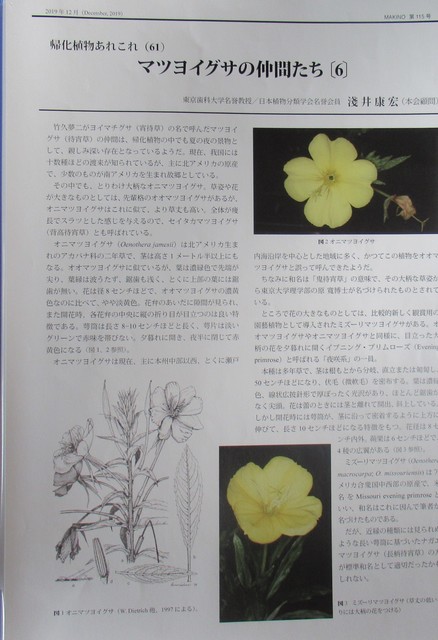 7‐4 <マツヨイグサの仲間たち(6)>.JPG