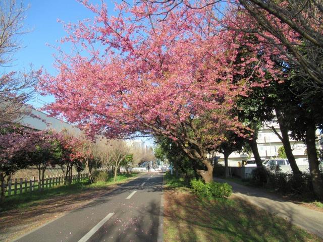 ① 河津桜.jpg