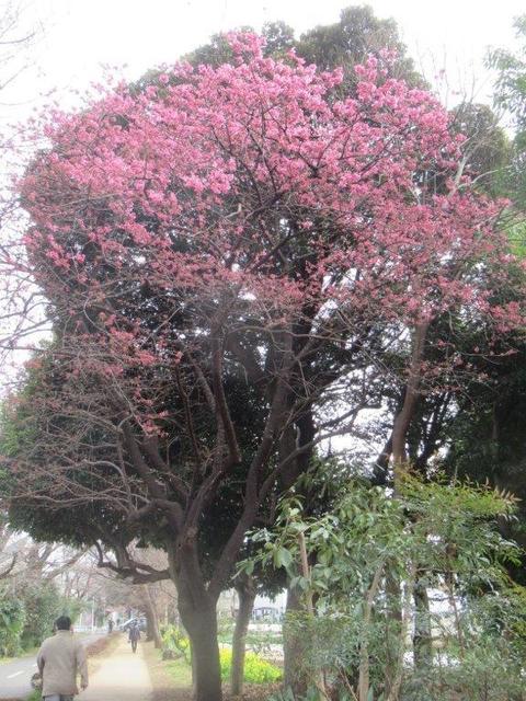 ①-2 寒緋桜・小平市天神町2丁目.jpg