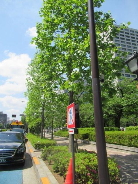 ①-5 日比谷公園・南街路樹.jpg