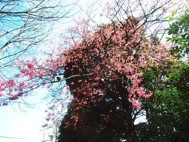 ②-1 寒緋桜.jpg
