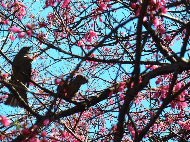 ②-2 寒緋桜にヒヨドリ.jpg