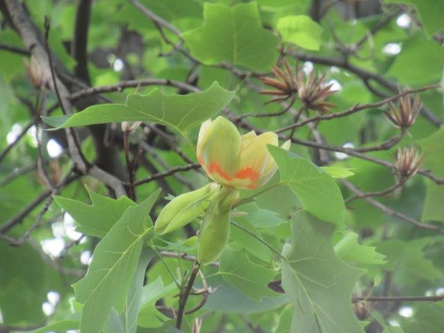 ②-2 小平東部公園-2.jpg