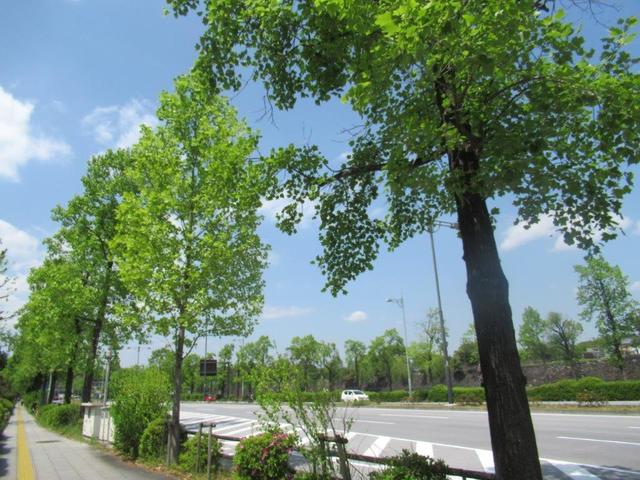 ③-1 日比谷公園北・晴海通り.jpg