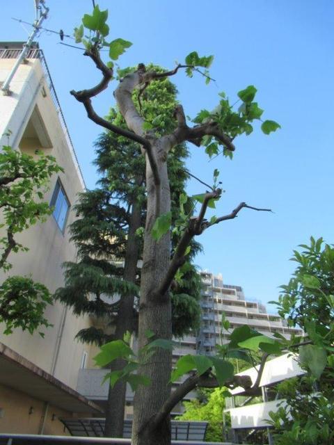 ④-1 東部市民センター北-1.jpg