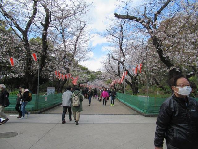 ④-3 上野公園櫻並木.jpg