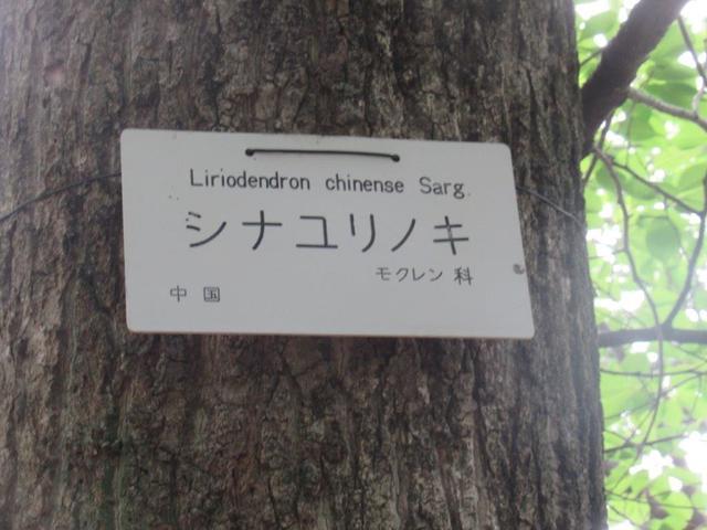 ⑤-1 小石川植物園。シナユリノキ.jpg