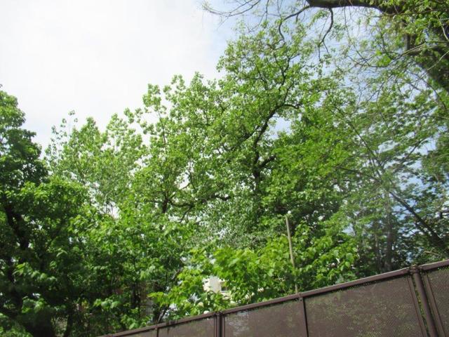 ⑤-2 小石川植物園・シナユリノキ.jpg