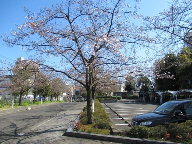 ⑤-3 JT生命誌研究館・桜並木.jpg