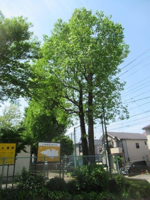 ⑥-1 小平14小学校-1・正門脇.jpg