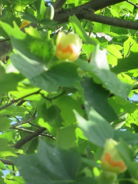 ⑦-2 滝山団地・ユリノキの花.jpg