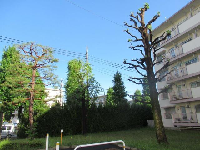⑦-4 滝山団地・東側剪定されたユリノキ.jpg