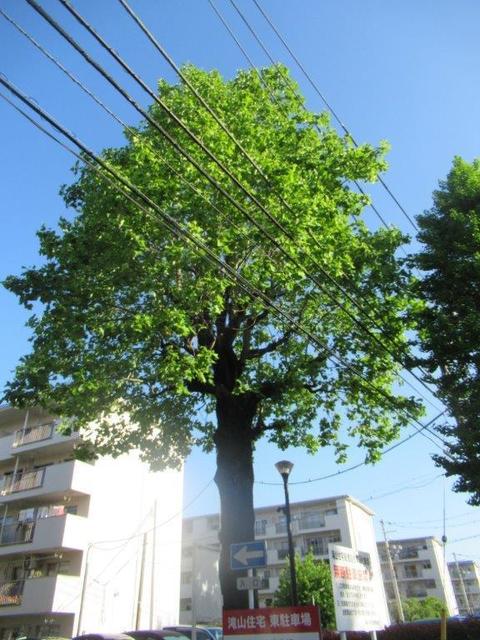 ⑦-5 滝山団地・西側団地内のユリノキ.jpg