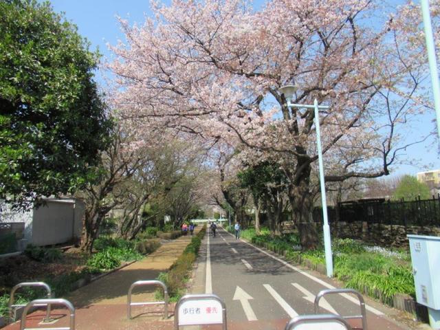 ⑧-3 狭山―境緑道、花街道花壇の桜.jpg