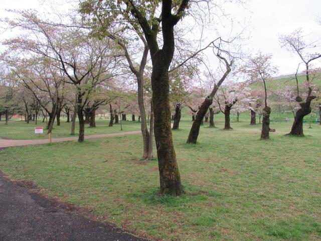 ⑨-2 狭山公園・多摩湖堰堤下.jpg