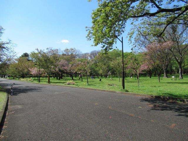 ⑩-6 小金井公園西側の山桜他.jpg