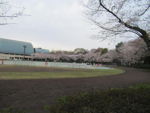 写真① 小平中央公園 (1).jpg
