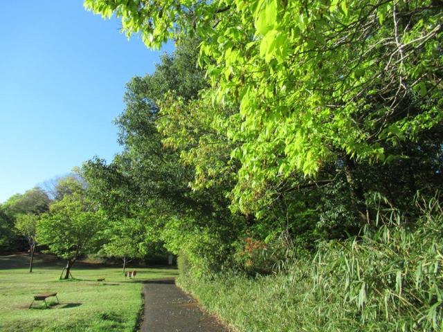 写真①-2 狭山公園新緑.jpg