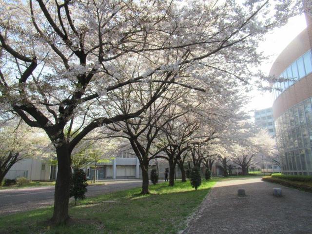 写真②-1 小平市・一橋大学.jpg