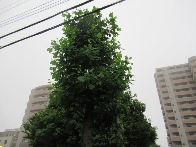 写真②-1-2 鈴木町1丁目 ユリノキ②.jpg