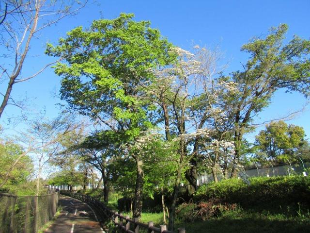 写真②-2 多摩湖周辺.jpg