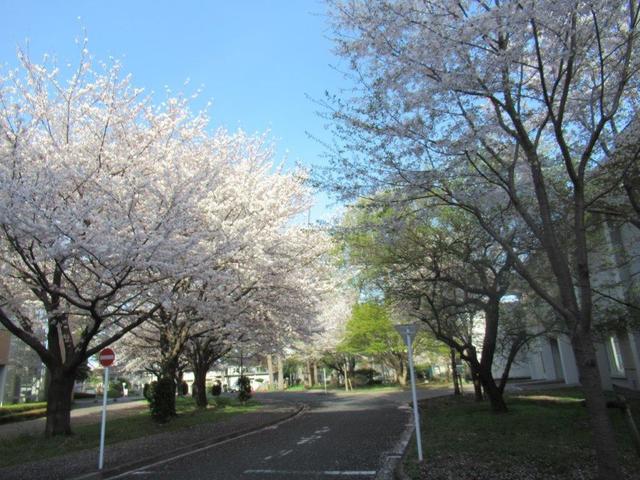 写真②-2 小平市・一橋大学.jpg