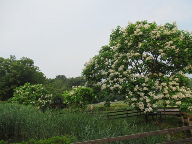 写真③-1 ハナキササゲの花.jpg
