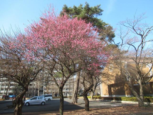写真③-2 紅梅一橋大学.jpg