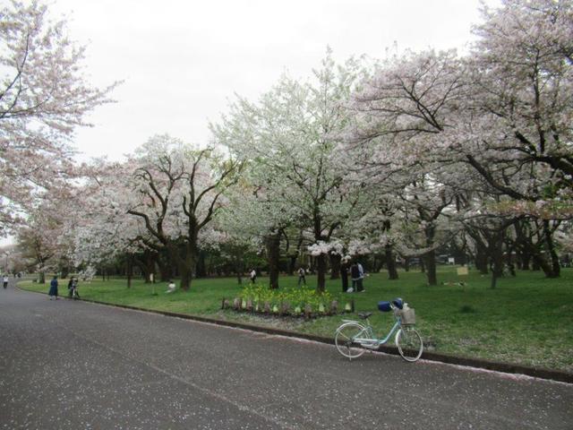 写真④-1 小金井公園(西).jpg
