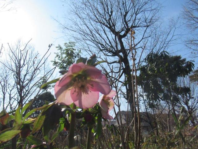 写真④-1 X’mas Rose・アジサイ公園.jpg
