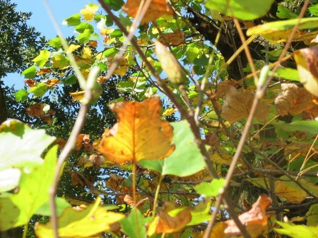 写真④-2 ユリノキの花期の後.jpg