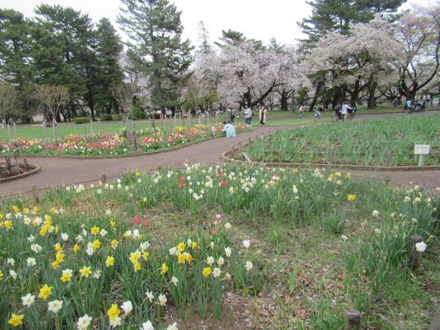 写真④-3 小金井公園・西花壇.jpg