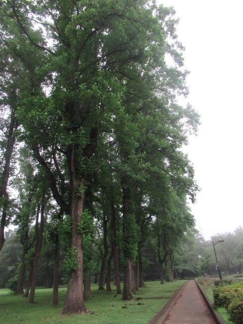 写真④-3-1 小金井公園 中央ユリノキ並木.jpg