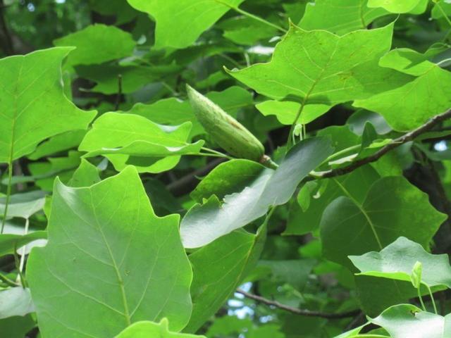 写真④-3-2 小金井公園 中央ユリノキ並木.jpg