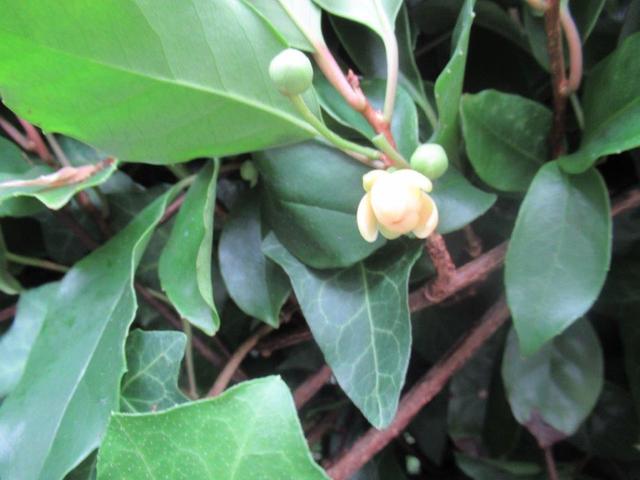 写真④-4 ビナンカズラの花.jpg
