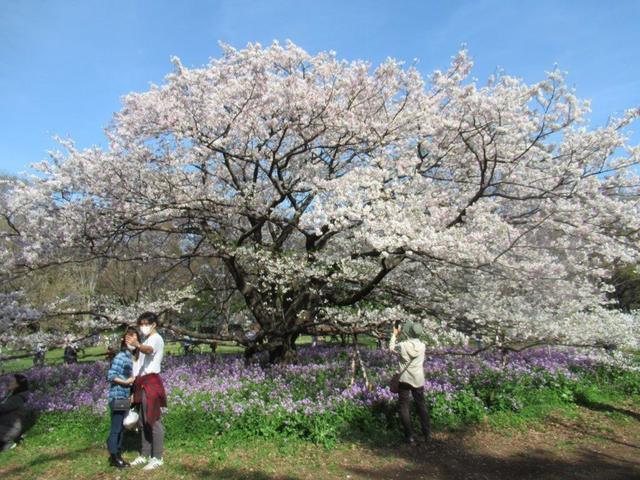 写真④-5 小金井公園 ソトオリヒメ.jpg