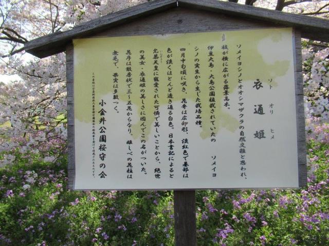 写真④-6 小金井公園 ・衣通姫ソトオリヒメ.jpg