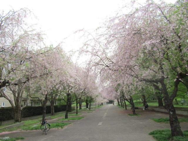 写真④-8 小金井公園北門.jpg