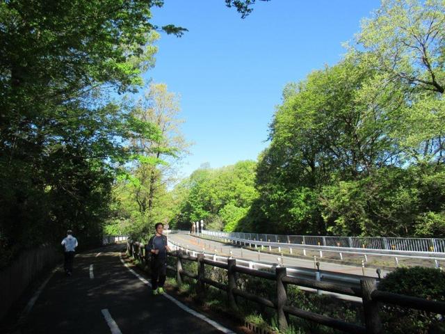 写真⑤-2 多摩湖奥の新緑.jpg