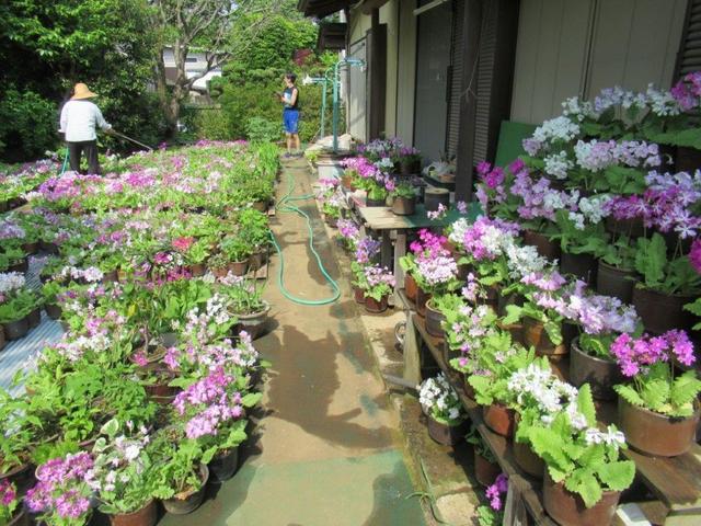 写真⑤-2 桜草.jpg
