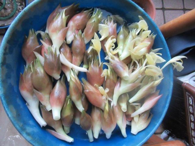 写真⑤-2 茗荷の花.jpg