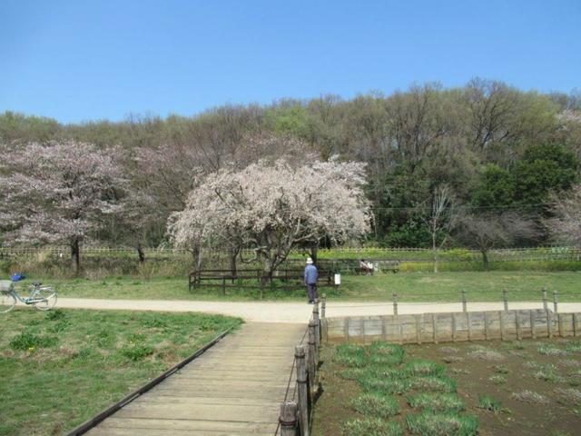 写真⑤-3 北山公園(2)3月26日、三春櫻.jpg