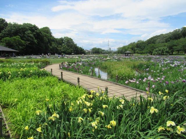 写真⑤-4 花菖蒲園.jpg