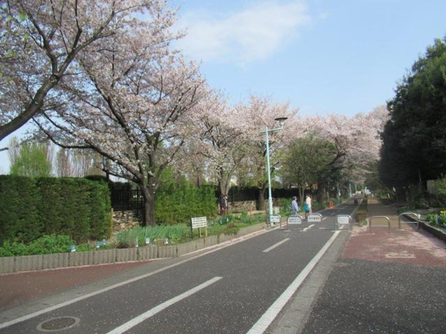 写真⑥ 花街道花壇.jpg