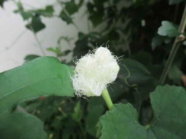 写真⑥-1 カラスウリの花.jpg