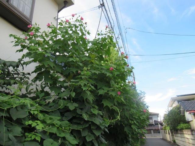 写真⑦-1 スイフヨウ(酔芙蓉).jpg