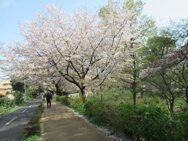写真⑦-1 小平市・アジサイ公園(1).jpg