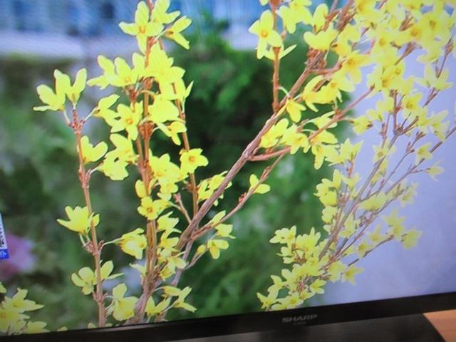 写真⑦-2 レンギョウ・NHK朝一.jpg