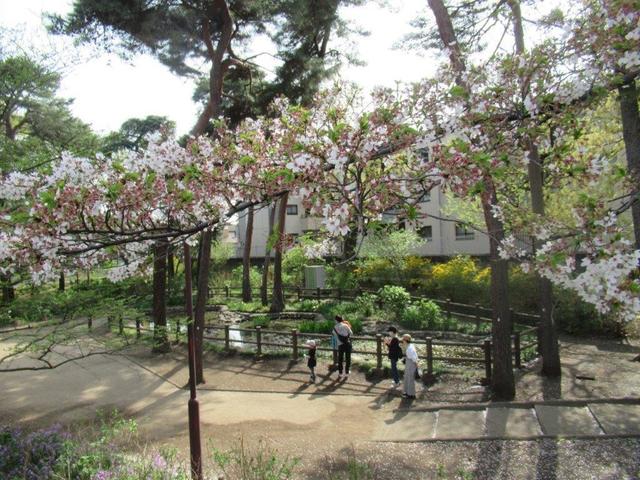 写真⑦-2 小平市・アジサイ公園(2).jpg